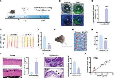 Enterovirus A71 infection-induced dry eye-like symptoms by damaging the lacrimal glands